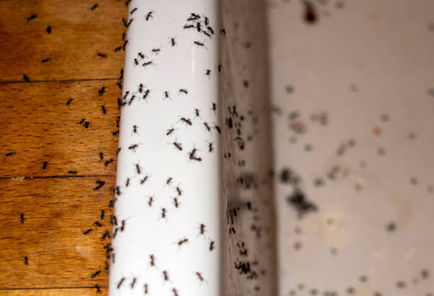 Best Wasp Removal Services  in Clarkston, GA